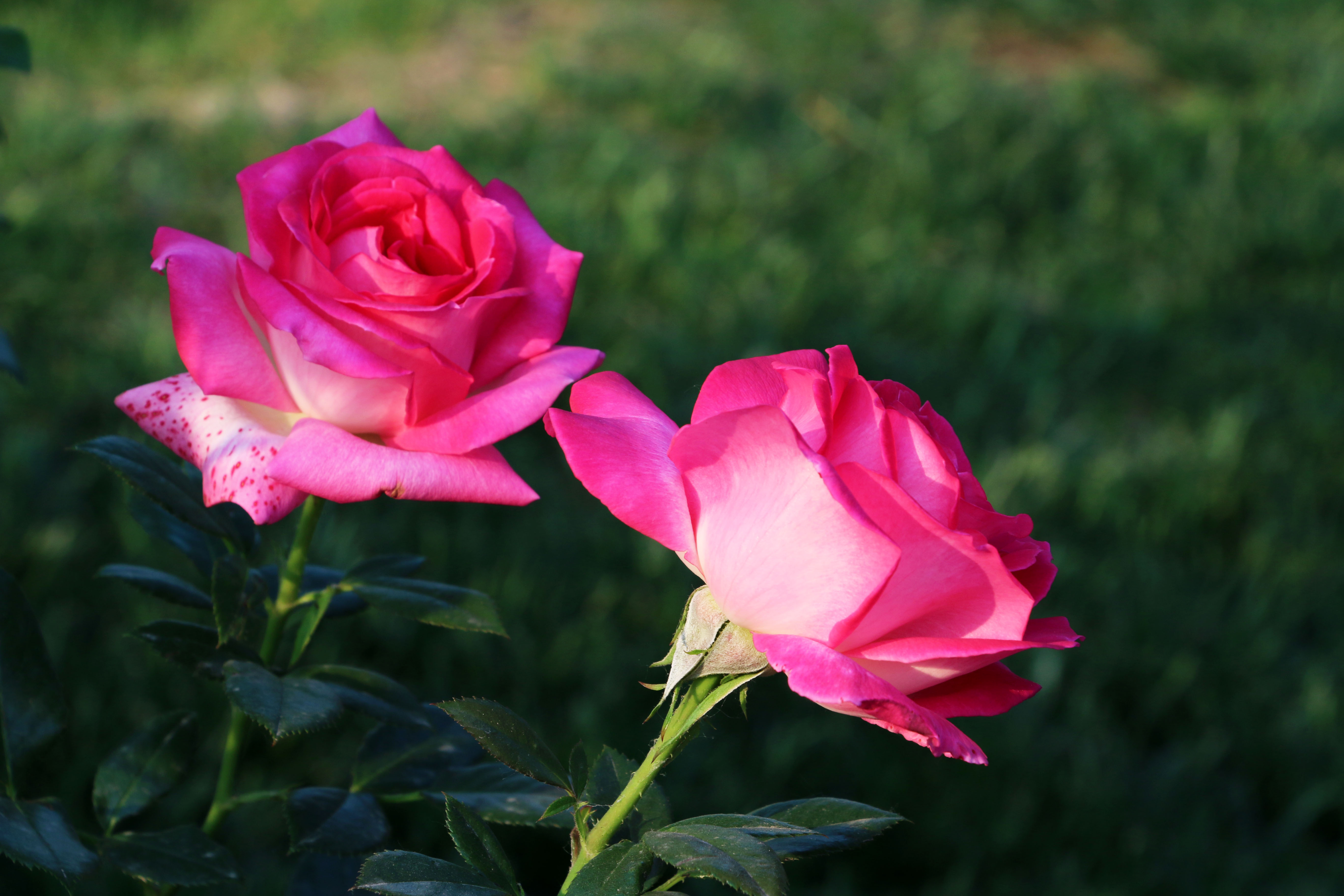 甜蜜的夢(薔薇屬植物新品種)