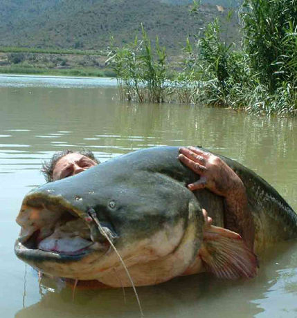 六須鯰魚