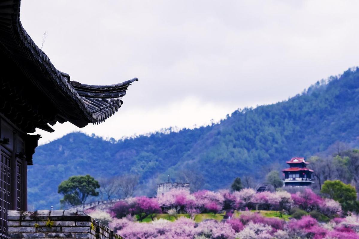 江南長城梅香滿園