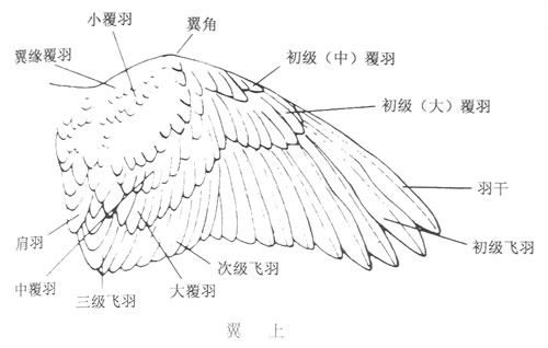 飛羽