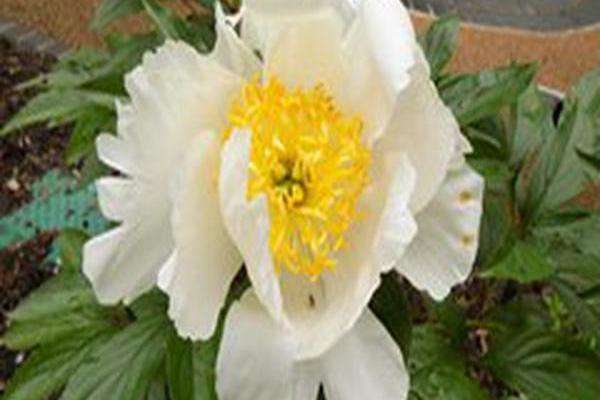 Paeonia lactiflora \x27Honey Gold\x27