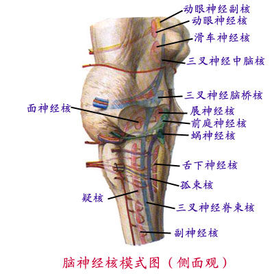 中樞神經系統