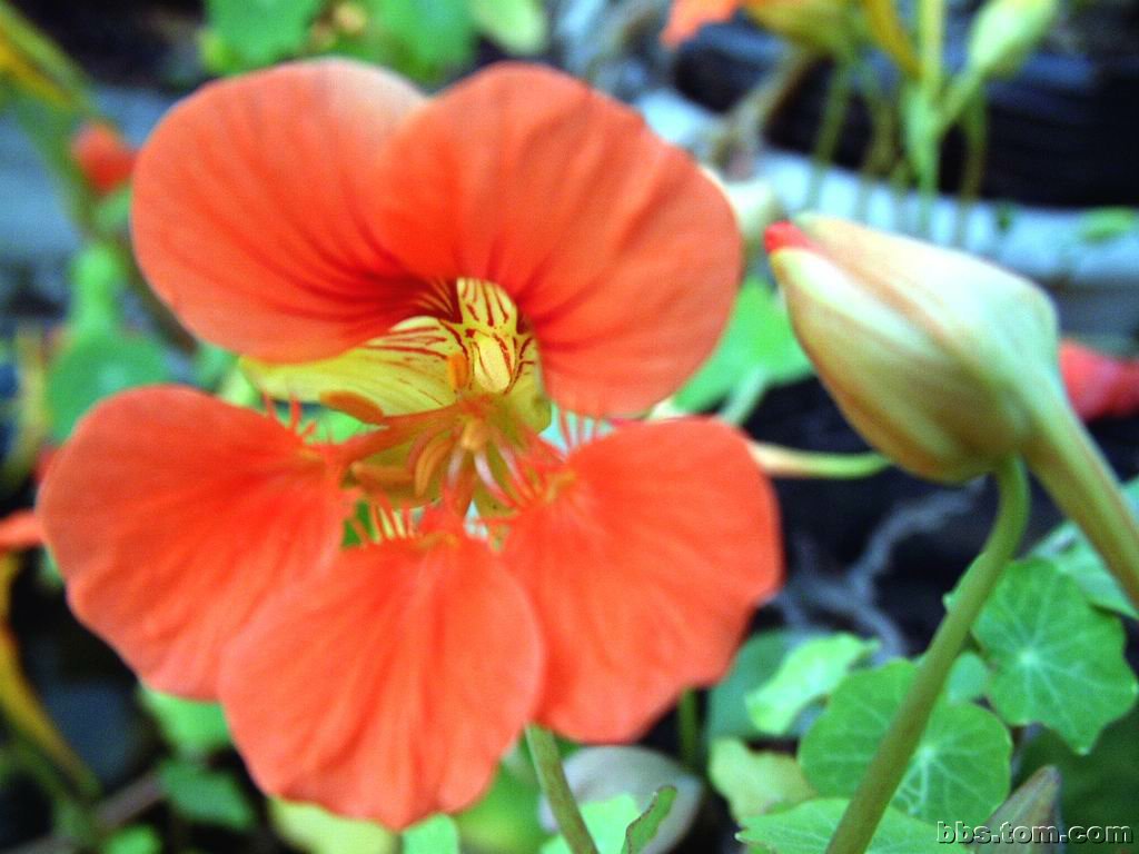 旱金蓮科旱金蓮 Tropaeolum majus