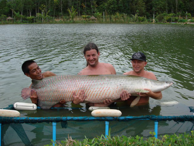 巨巴西骨舌魚