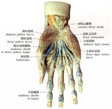 手部屈肌