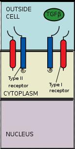 TGFβ配體與受體結合