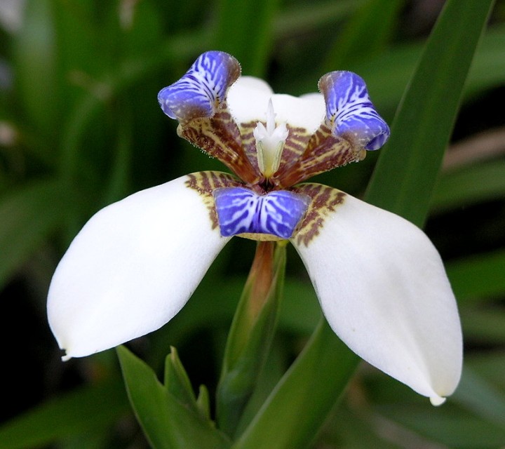 鸞尾花