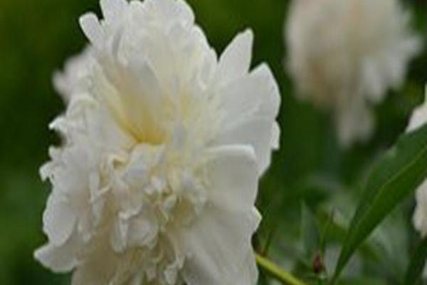 Paeonia lactiflora \x27Duchesse de Nemours\x27