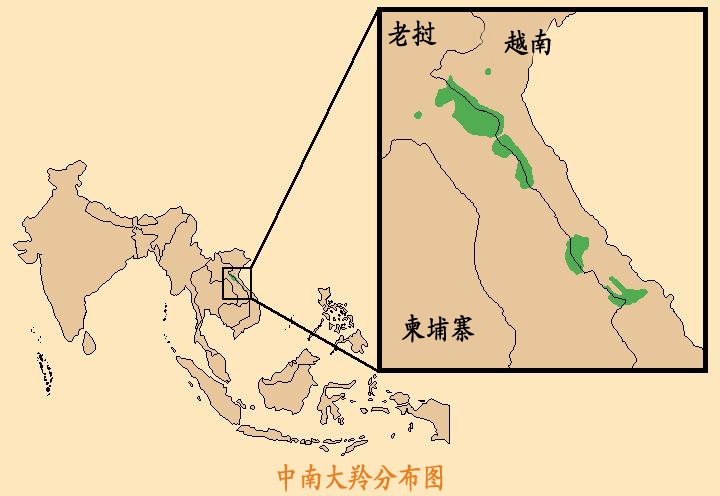 中南大羚地理分布圖