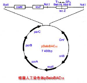 人工染色體