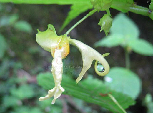 心萼鳳仙花