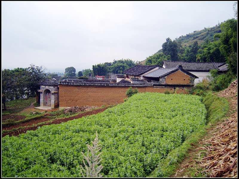 上邑村(雲南江川縣前衛鎮下轄村)