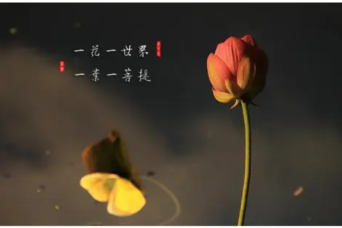 一花一世界，一葉一菩提