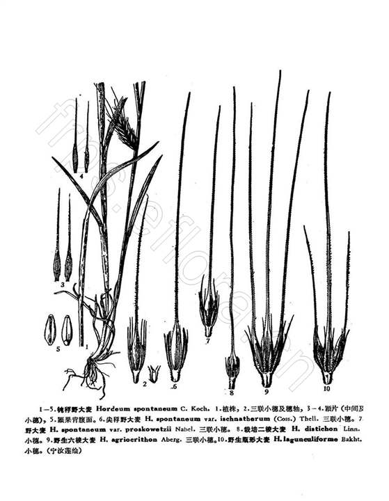 鈍稃野大麥（原變種）