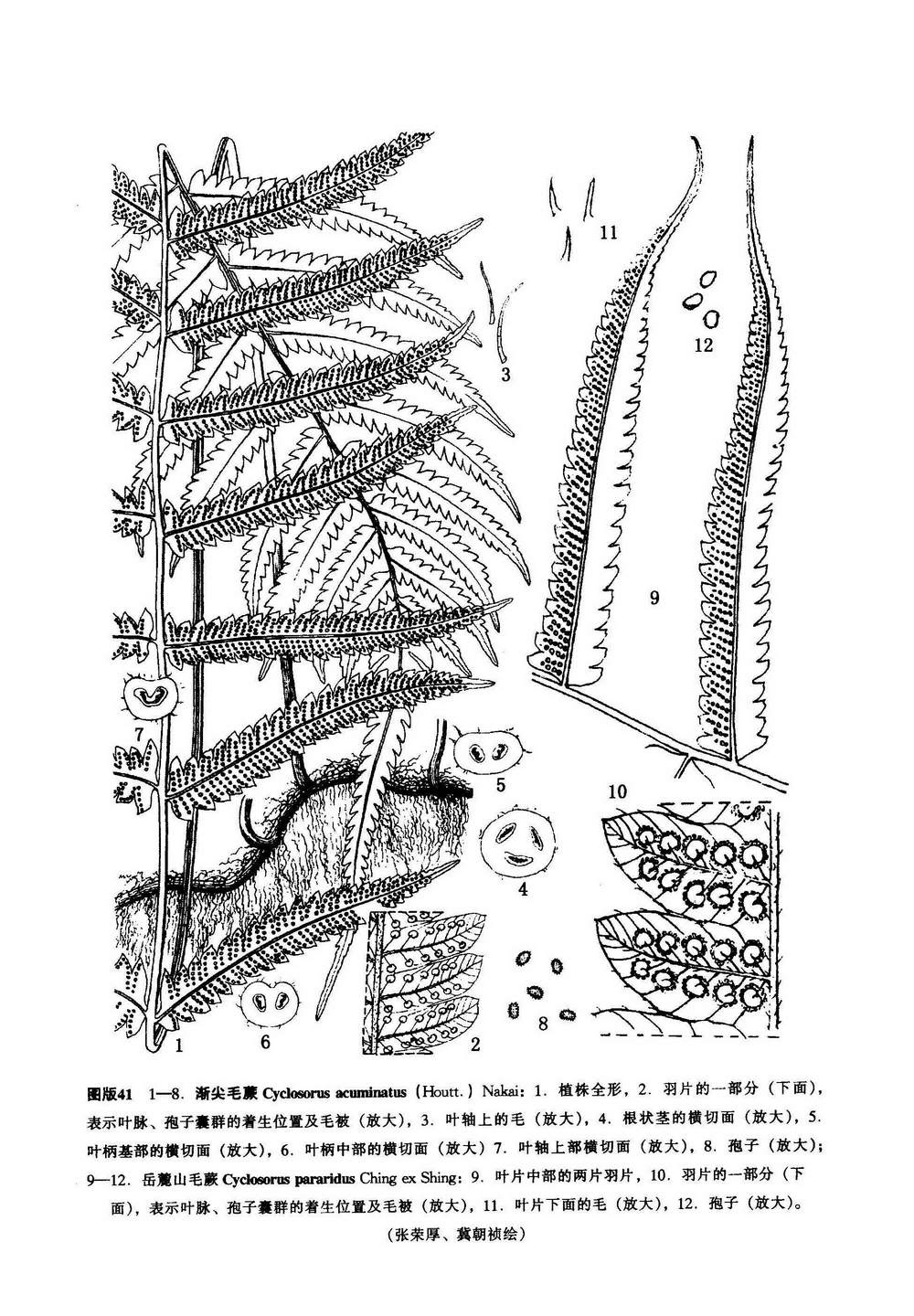 嶽麓山毛蕨