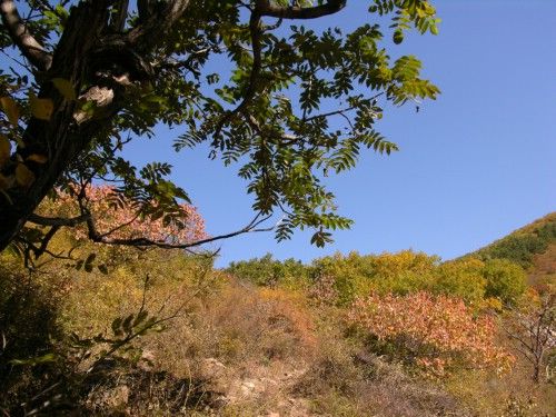 劉杖子村(遼寧省朝陽市凌源市劉杖子鄉劉杖子村)