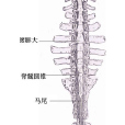 腰膨大