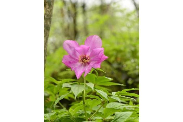 Paeonia lactiflora \x27Alice Harding\x27