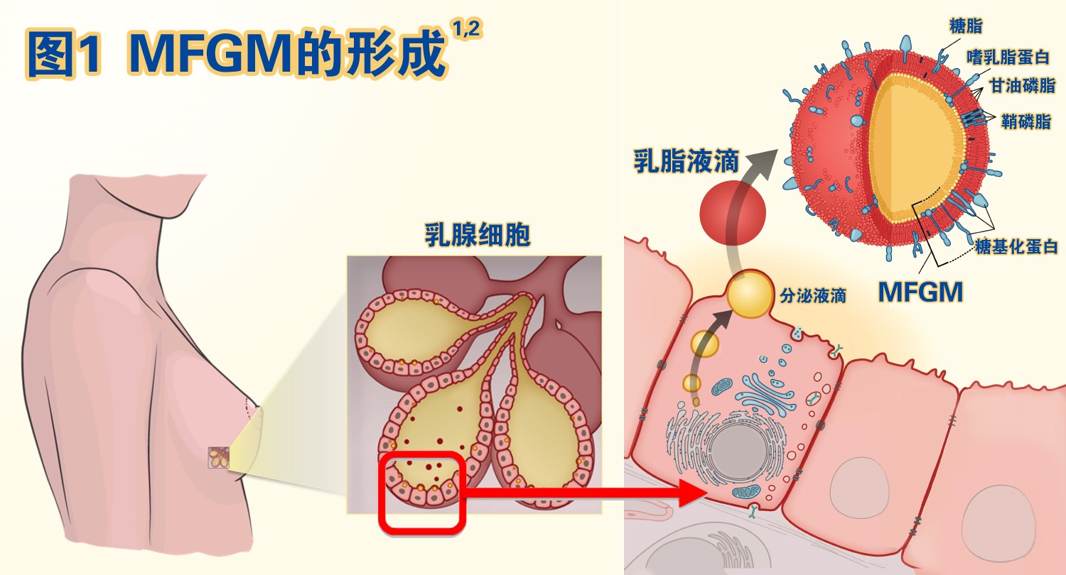 MFGM乳磷脂