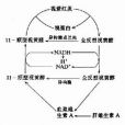 蛋白C系統缺乏症