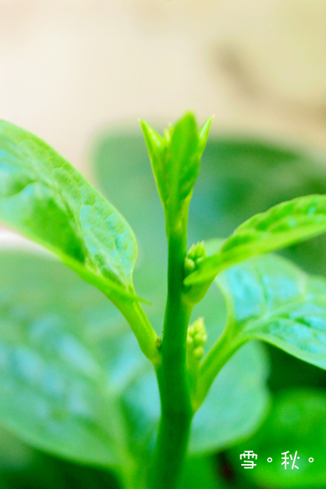 木耳菜蛋花湯