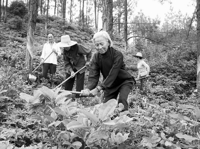 鄒連英老人在和鄉親們清理山場