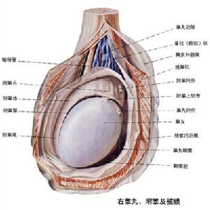 附睪結核