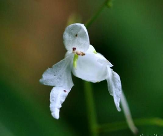 九龍山鳳仙花