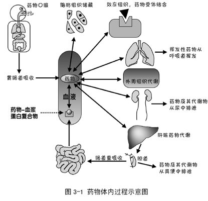 藥物跨膜轉運