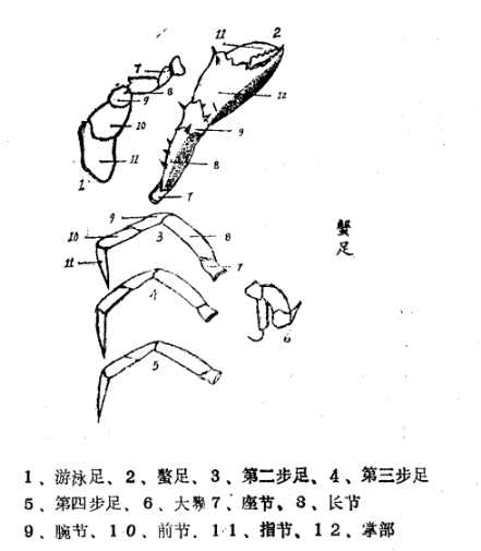 鰲足