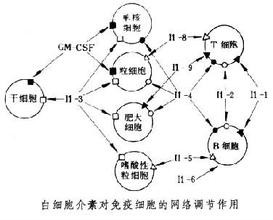 白細胞介素(IL（白細胞介素）)