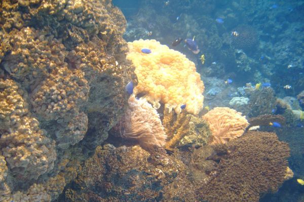 海南磷槍石島珊瑚礁自然保護區(磷槍石島自然保護區)