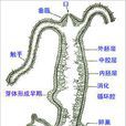 水螅體