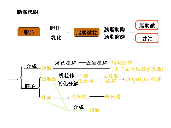 脂肪代謝