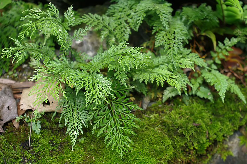 花葉假蹄蓋蕨（變種）