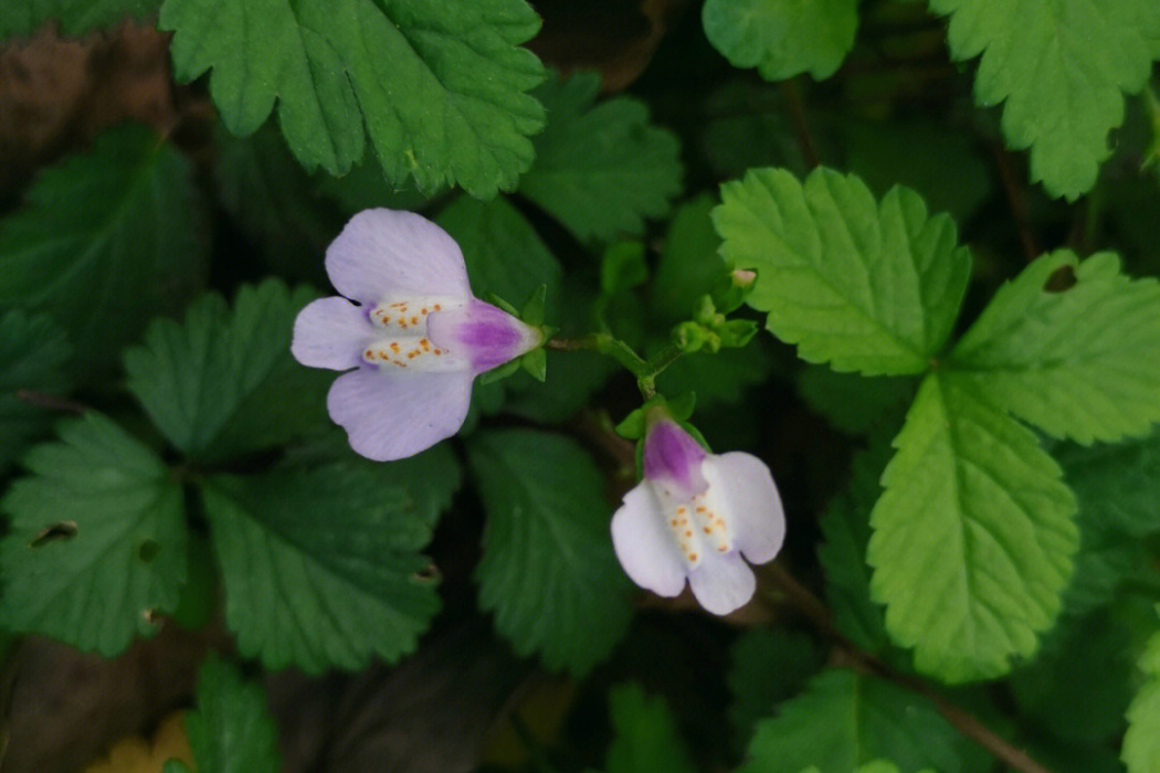 休寧通泉草