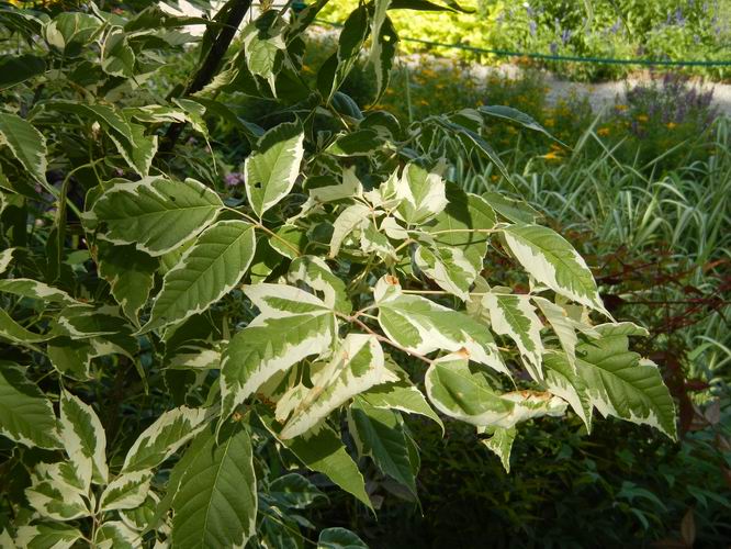 花葉梣葉槭(花葉複葉槭)