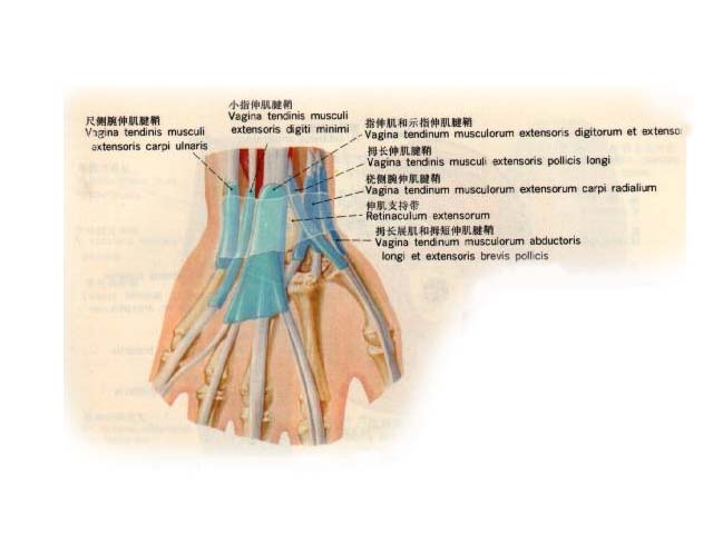 橈側腕長伸肌