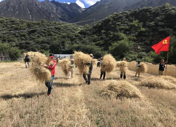 2019年8月古玉鄉機關黨支部到古井村幫助村民收割小麥