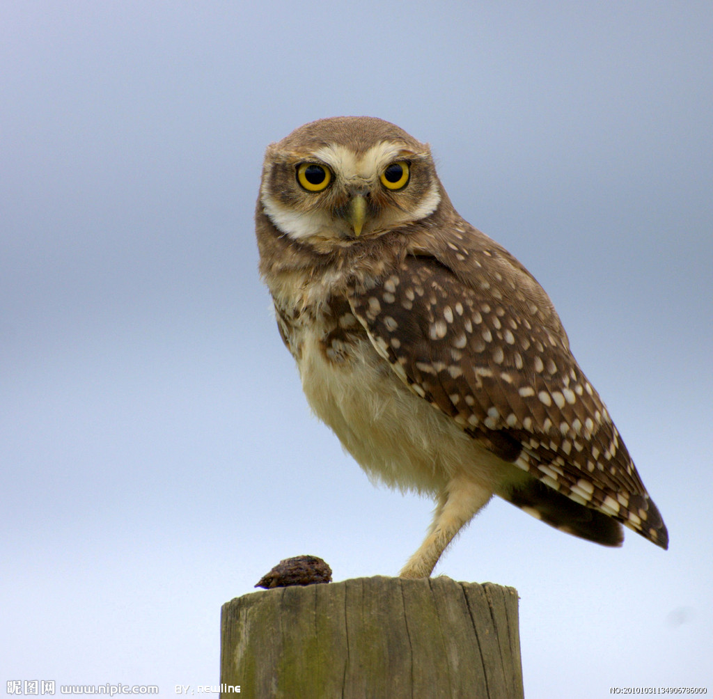 owl(動物名稱)