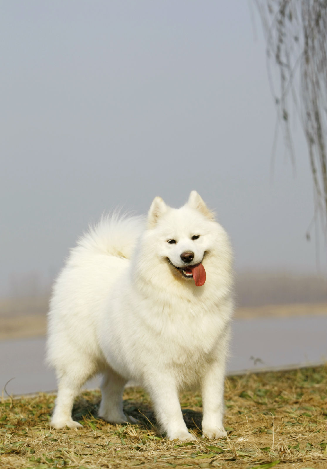 雪橇三傻