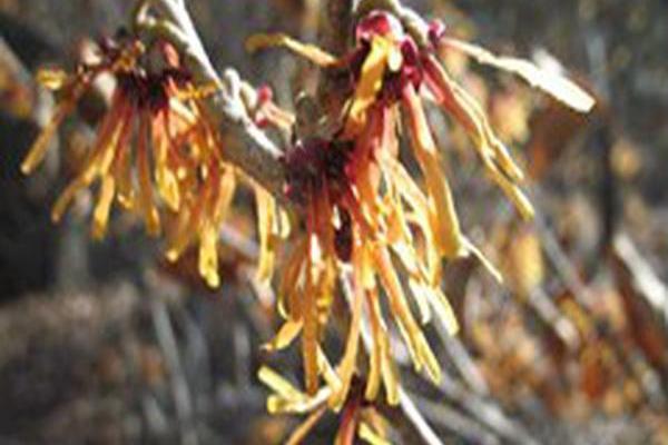 Hamamelis vernalis \x27Autumn Embers\x27