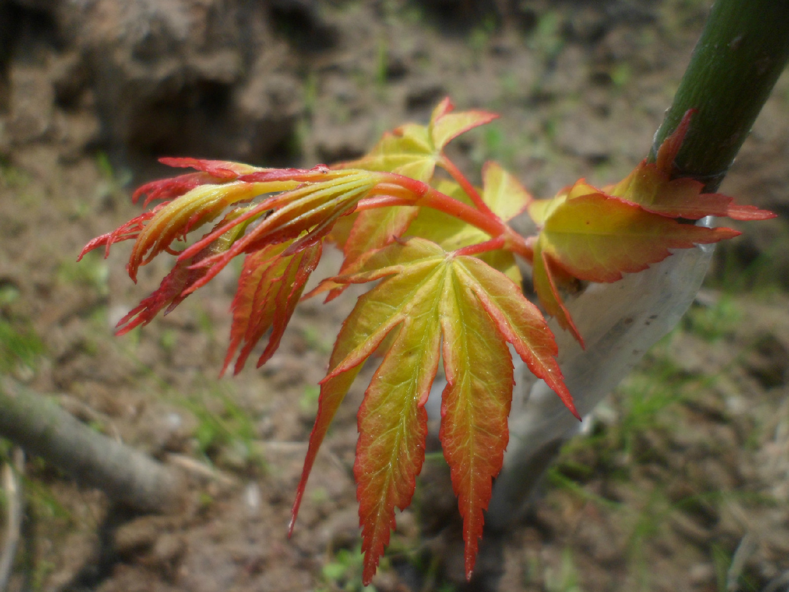 橙之夢(植物)