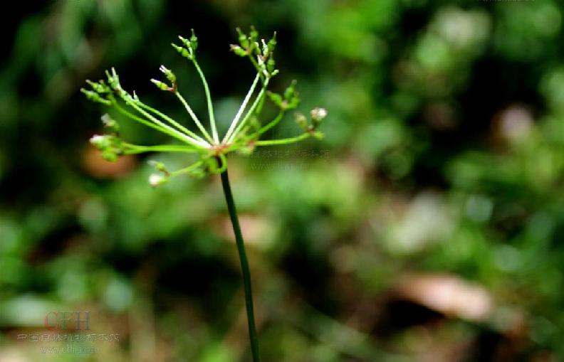 糙果芹屬