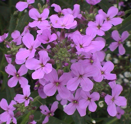 香芥屬