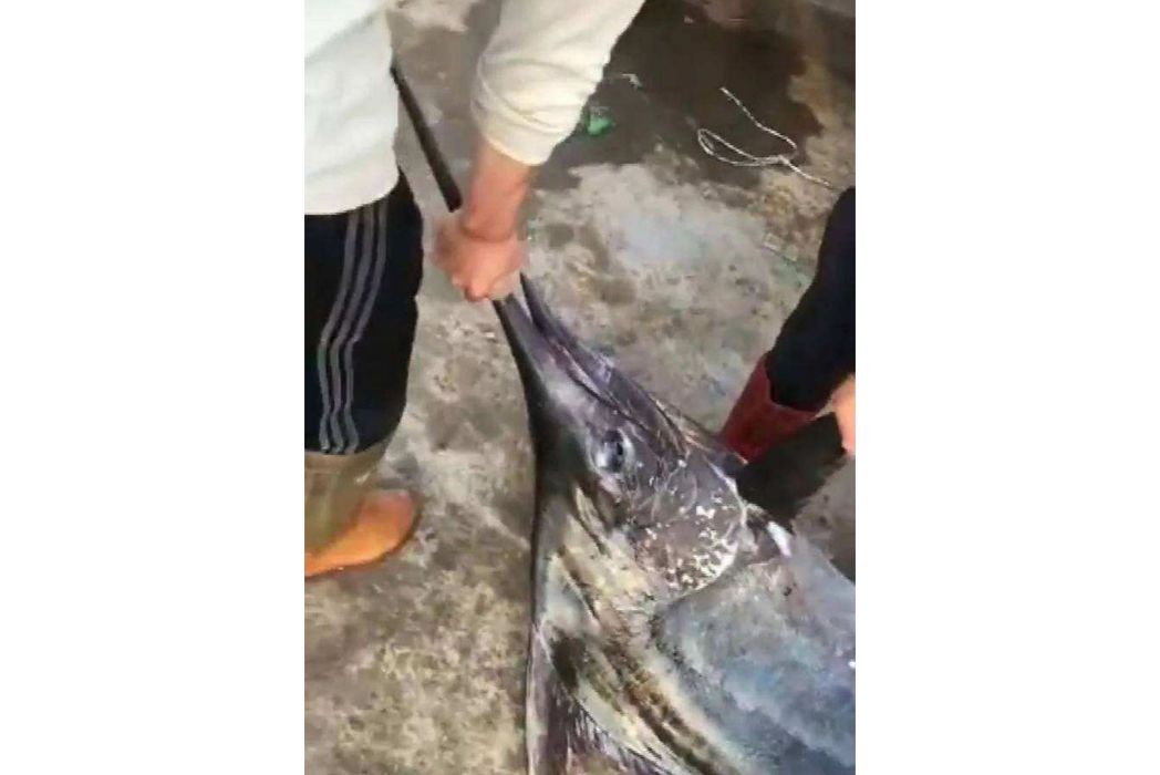 鐵錘抓魚