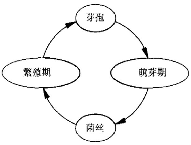 圖2 黴菌在建築環境中的典型生命周期