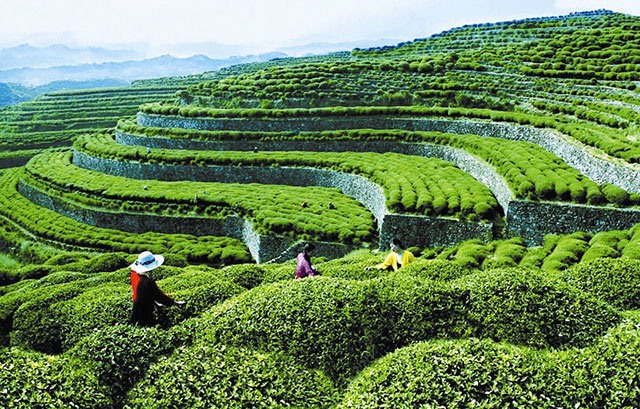 利川工夫紅茶