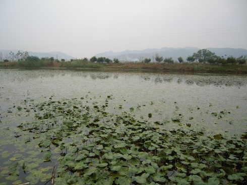 蘆塘村(廣東省佛山市南海區羅村街道下轄村)