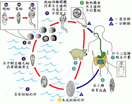 布氏薑片蟲生活史